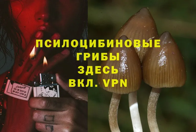 hydra маркетплейс  Калязин  Галлюциногенные грибы Psilocybine cubensis  наркошоп 